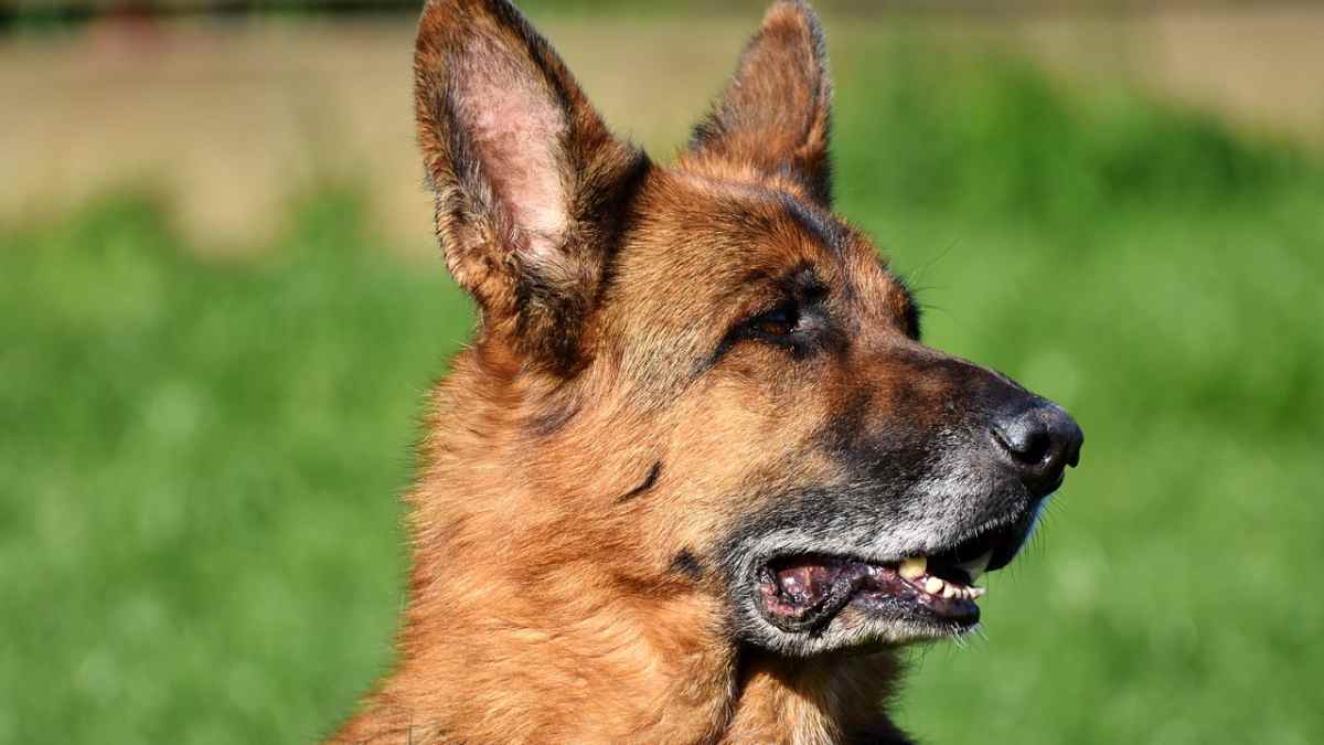 How Do I Stop My German Shepherd From Peeing In The House