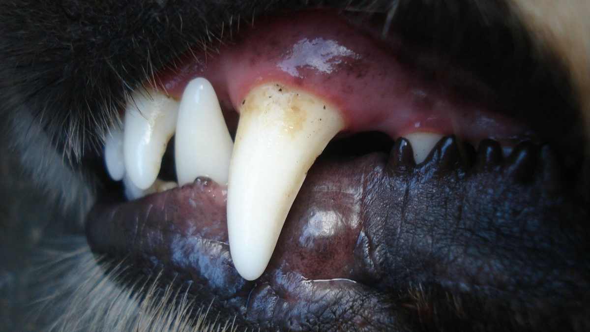 German Shepherd Teeth Cleaning Guide Pethelpful