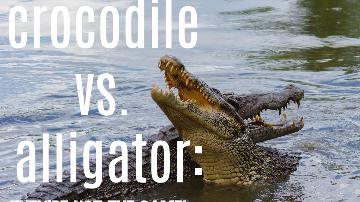 The Main Differences Between and Crocodiles - Owlcation