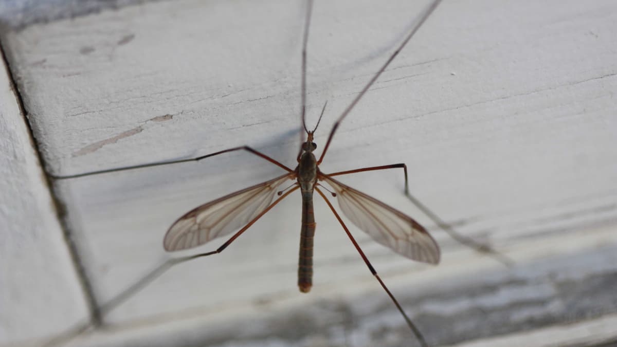 craneflies harmless bugs with a bad rap