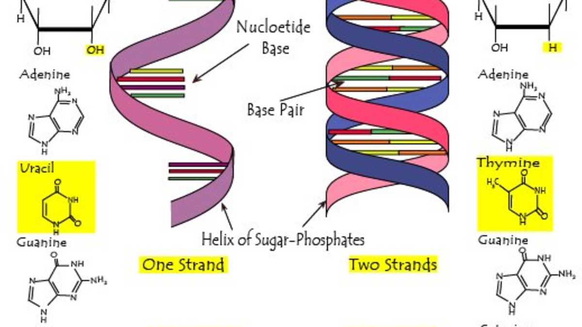 The Differences Between Dna And Rna Explained With Diagrams Owlcation