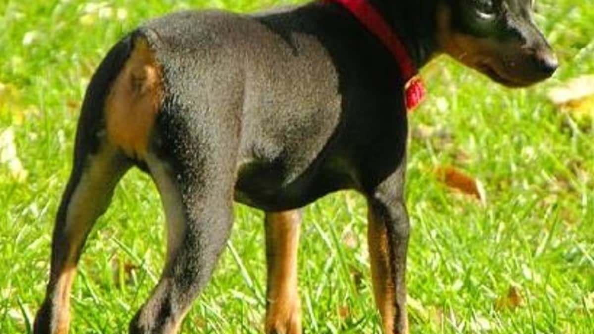 Dog Breed Facts And Information About The Miniature Pinscher Pethelpful