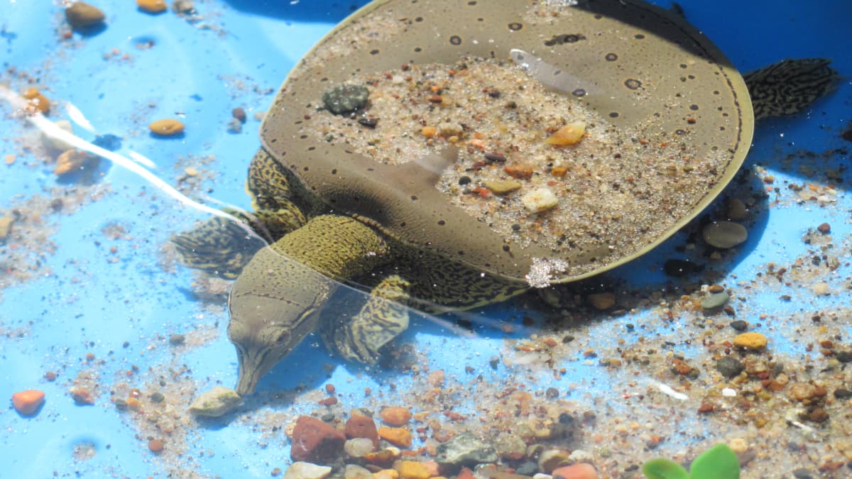 Indoor turtle pond.start to finish !!!  Turtle pond, Turtle habitat,  Turtle aquarium