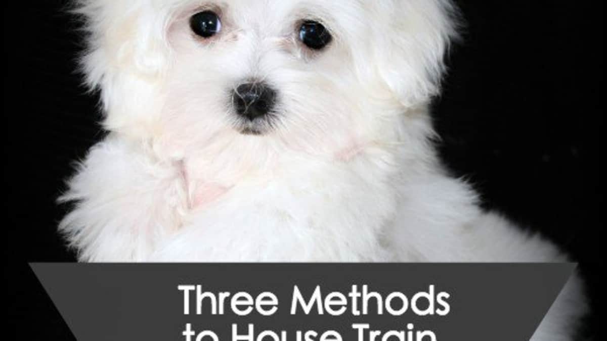 maltipoo potty training