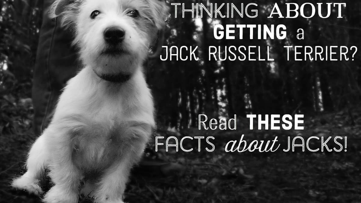 can a jack russell live outside