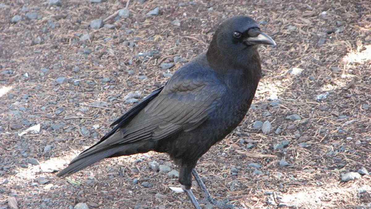 American Crow The Bird Most People Hate Owlcation