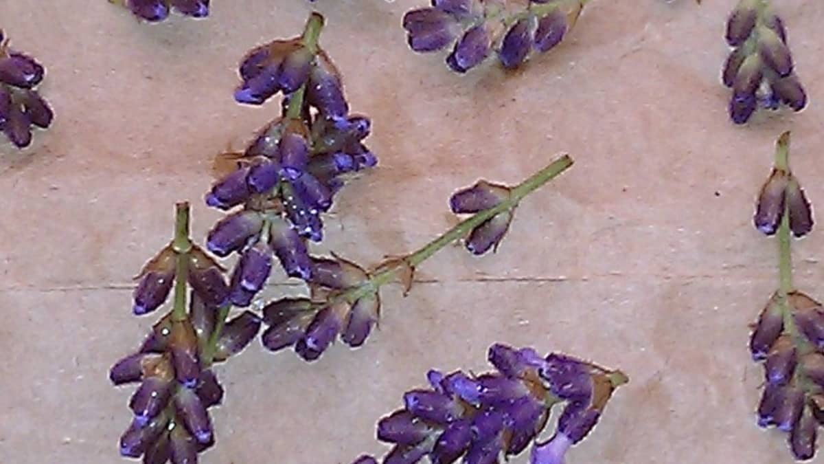 How To Dry Lavender For Tea, Beauty & Health - Homemade Mastery
