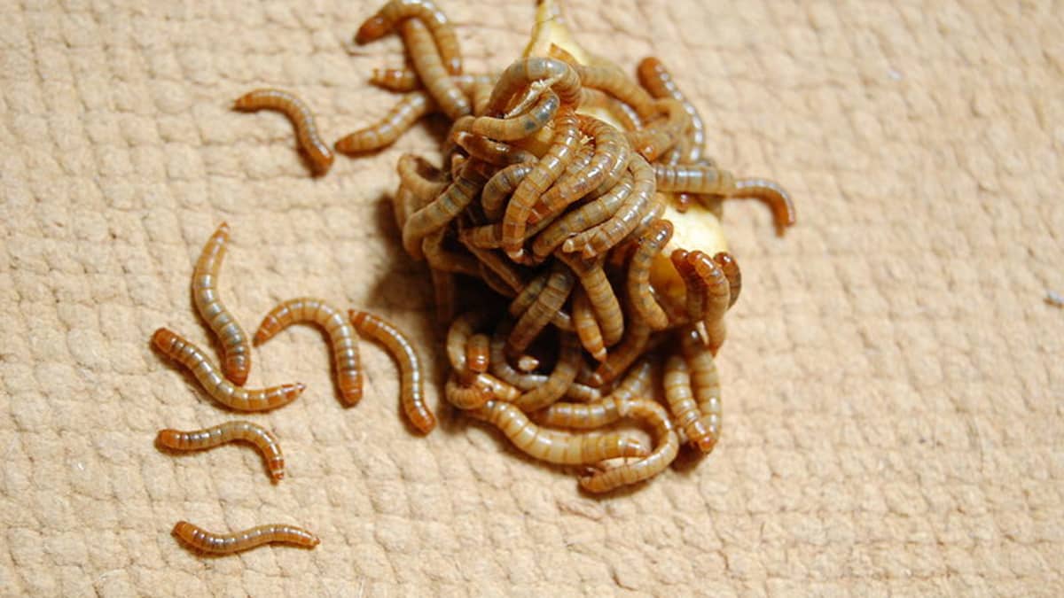 Feeder insect review: Waxworms - Leopard Gecko Care