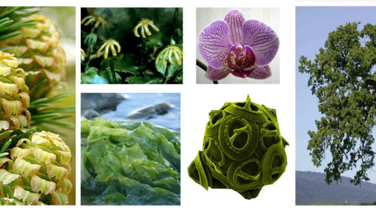 Plants kinds. Types of Plants. Kinds of Plants. Вымышленные растения фотография. Суккуленты картинки с названиями.