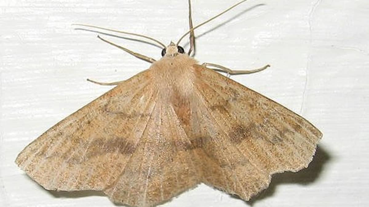 7 Effective Ways to Get Rid of Pantry Moths - A-Z Animals