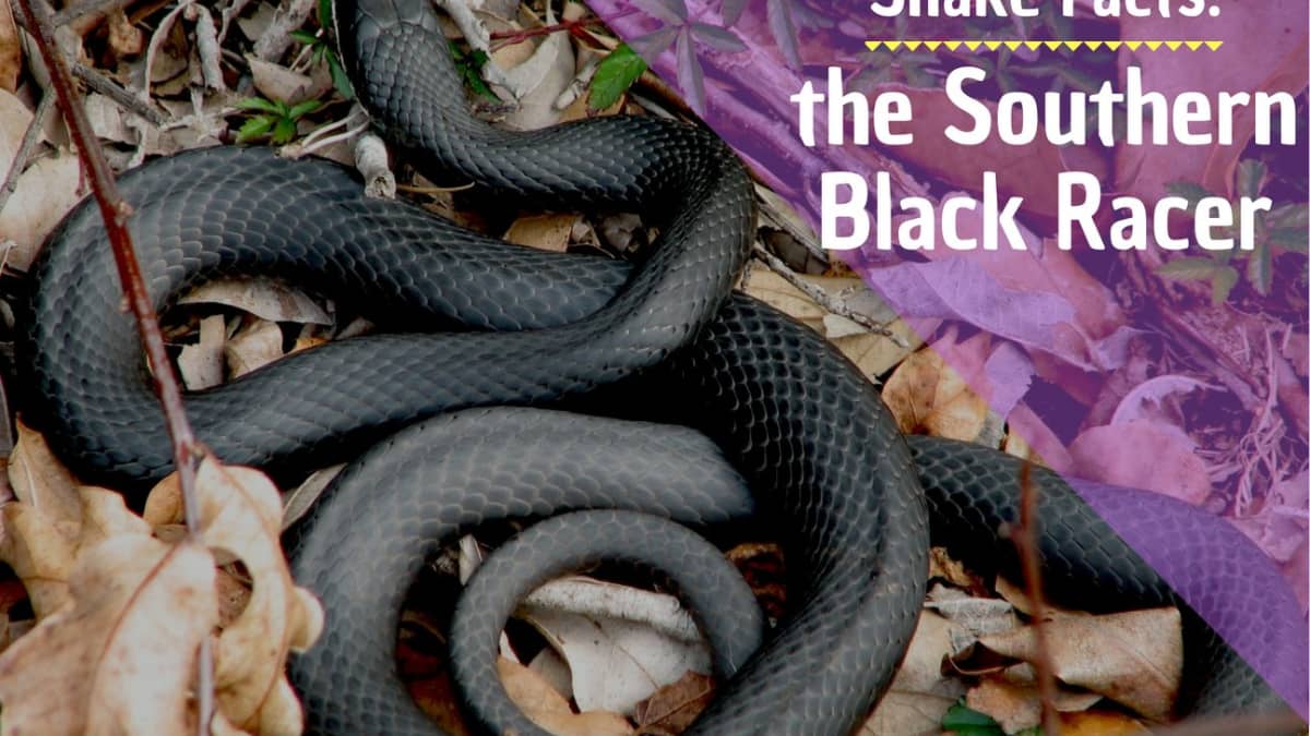 Facts About Southern Black Racer Snakes Owlcation
