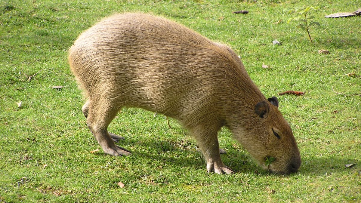 Capybaras: Giant Rodents of South America and Exotic Pets - PetHelpful