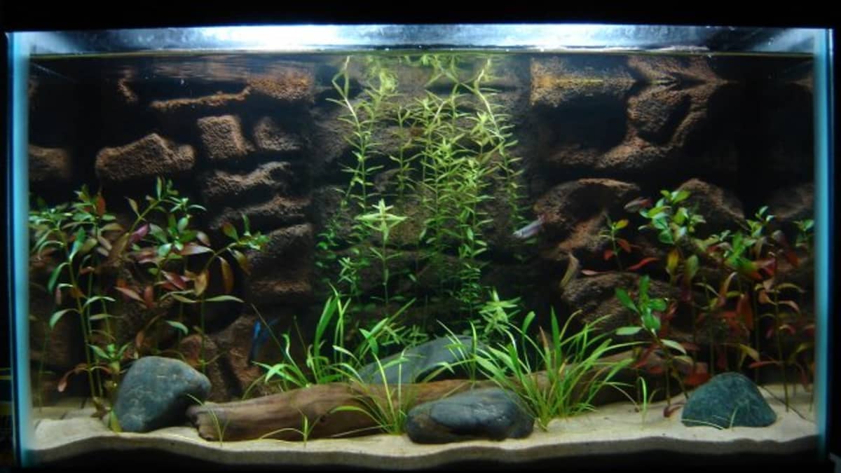 https://images.saymedia-content.com/.image/ar_16:9%2Cc_fill%2Ccs_srgb%2Cfl_progressive%2Cq_auto:eco%2Cw_1200/MTc0MTMxMTYwNTM0NzU0NjE5/live-plants-in-aquariums-a-fish-guide.jpg