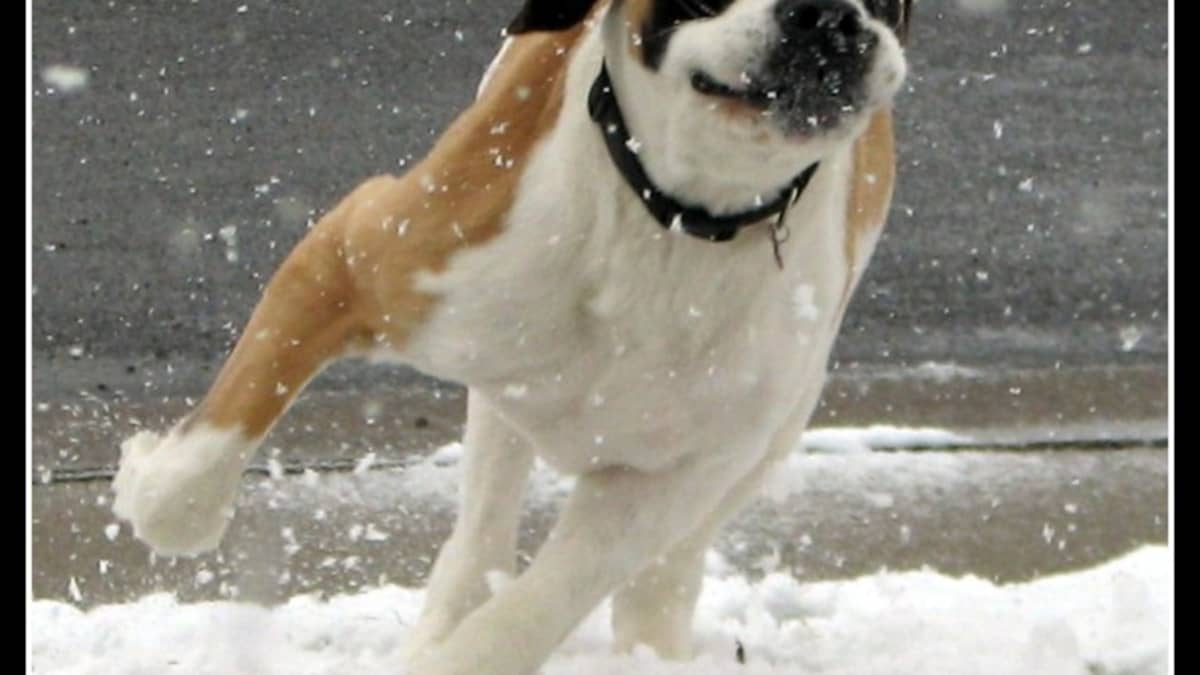 How to Walk a Dog in Winter Safely - HubPages