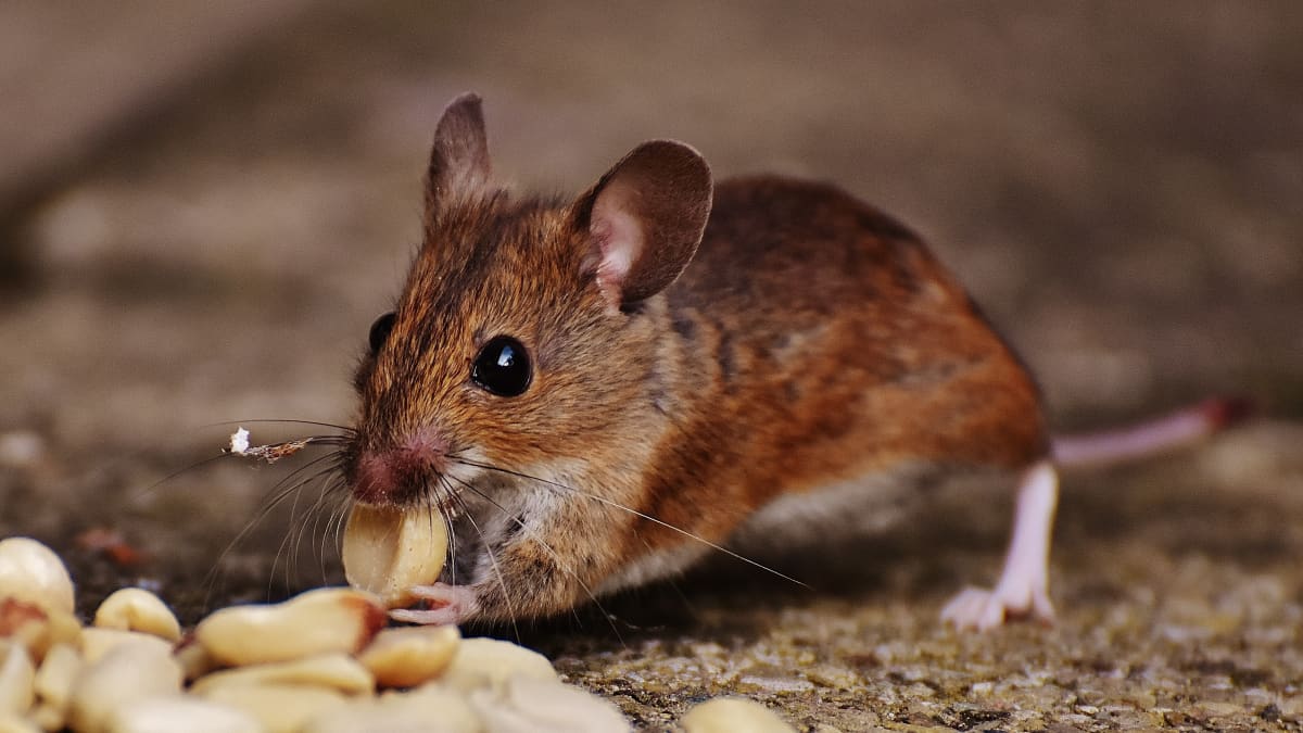 AUTOUTLET 2pcs Humane Mouse Trap No Kill Rodent Catch Cage Pet & Child Safe 