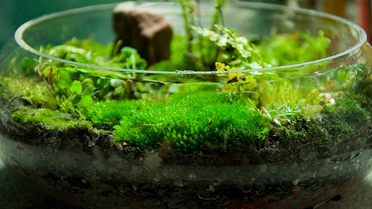 How To Grow Moss  Moss Terrarium, Moss Lawn, Moss Gardening