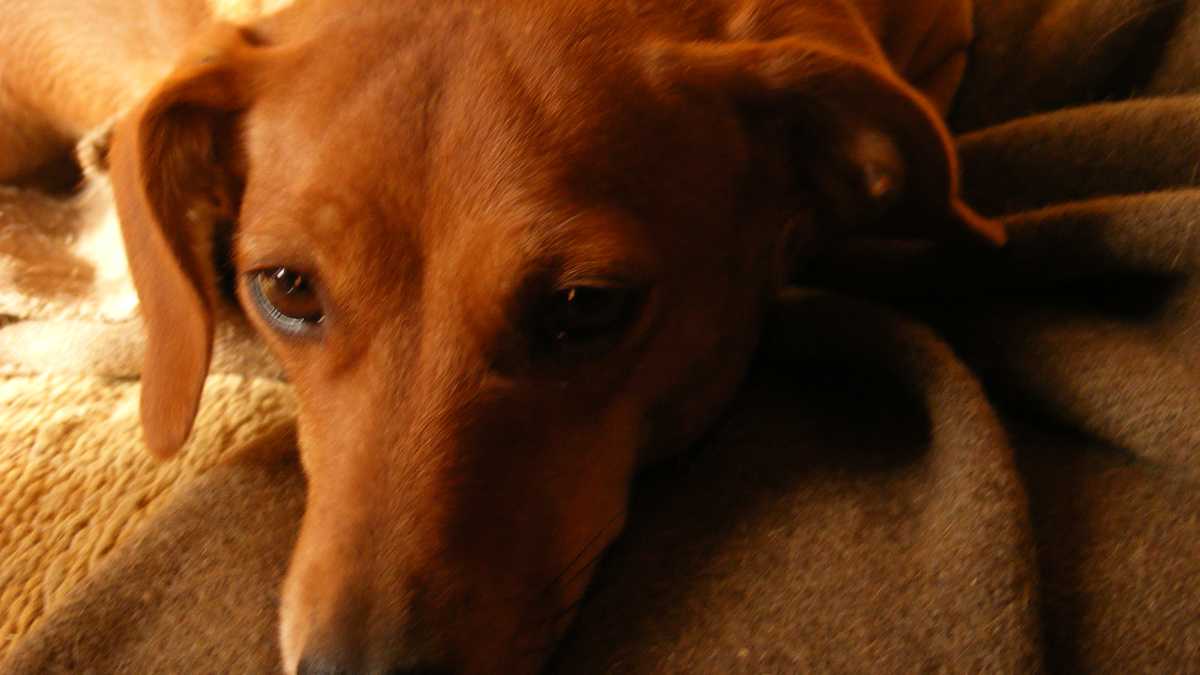 Understanding The Stages Of Dog Labor Pethelpful