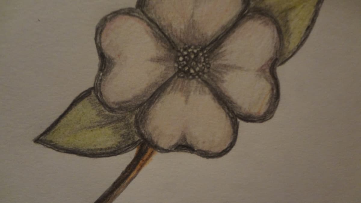 How To Draw A Dogwood Flower Feltmagnet