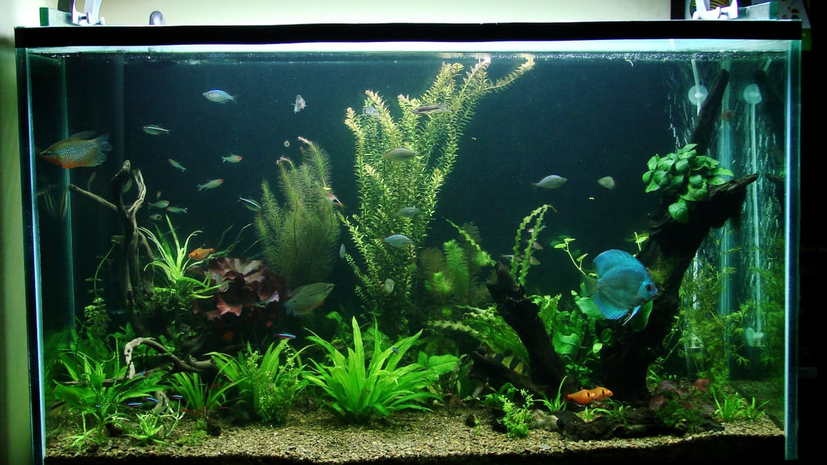 Choosing your Freshwater Aquarium Habitat: Quick Guide – Aquatic
