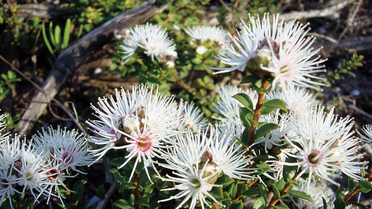 Investere Barry rækkevidde Australian Native Plant Profile: Muntries (Kunzea Pomifera) - Dengarden