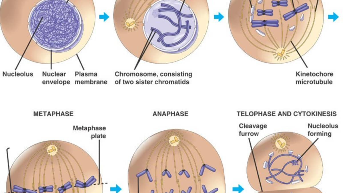 Stages Of The Cell Cycle Mitosis Metaphase Anaphase And Telophase Owlcation