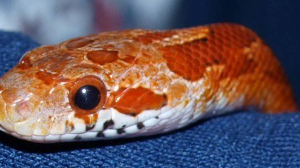 baby corn snake colors