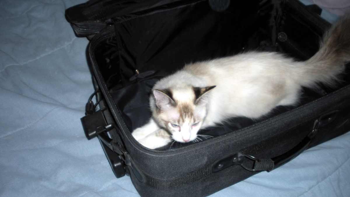 best luggage for shoes