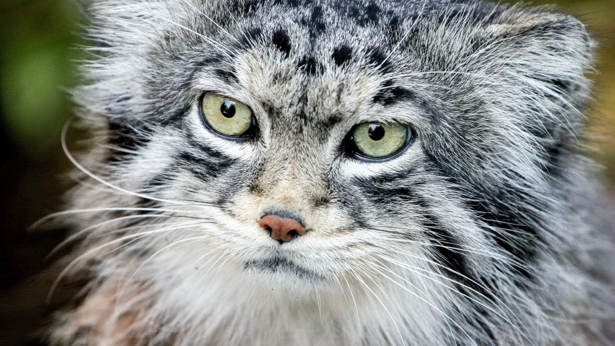 Pallas's Cat or Manul: Facts, Toxoplasmosis, and Conservation