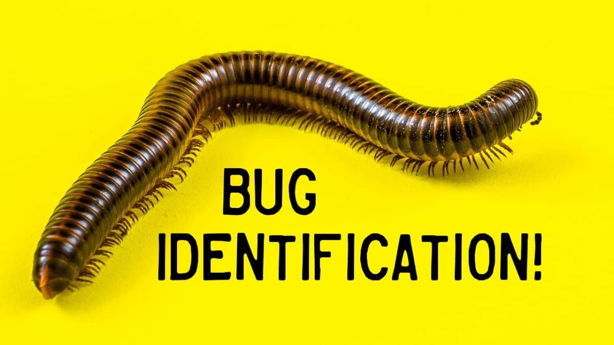 Bug Bug identification!
