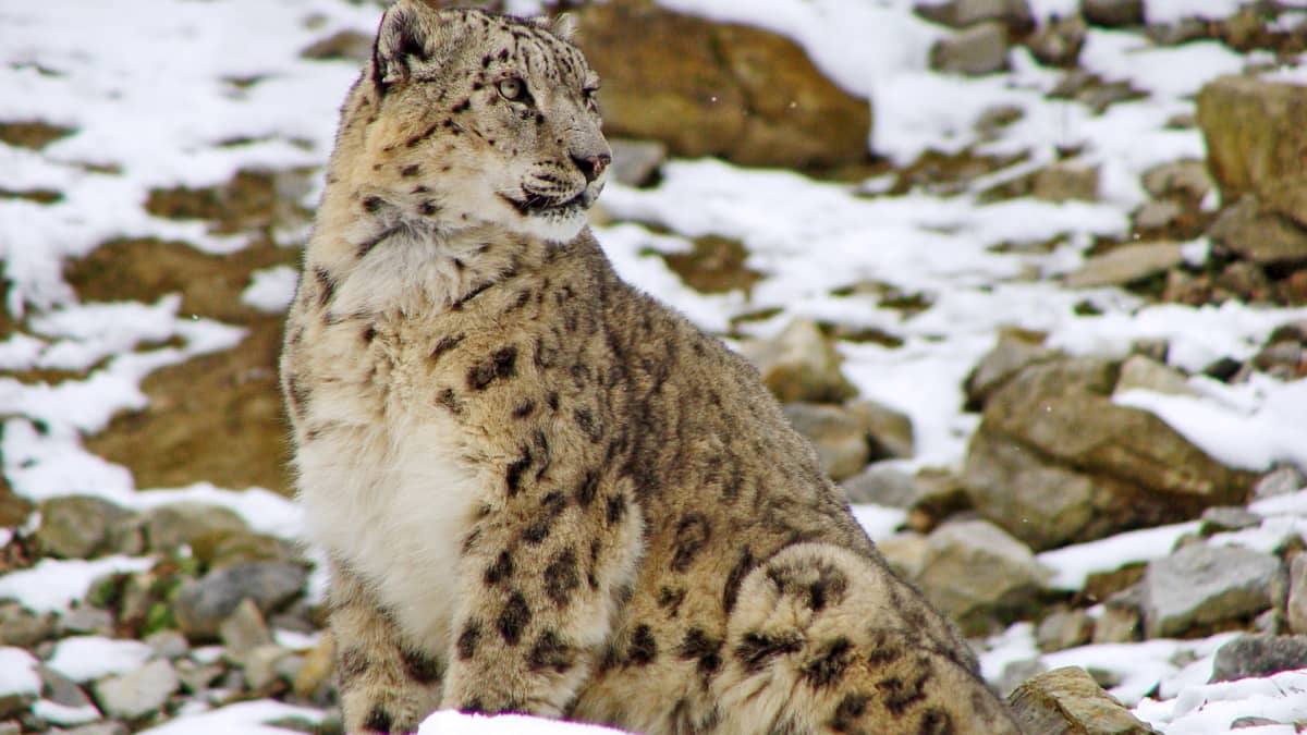 Snow Leopard Facts - Snow Leopard Trust