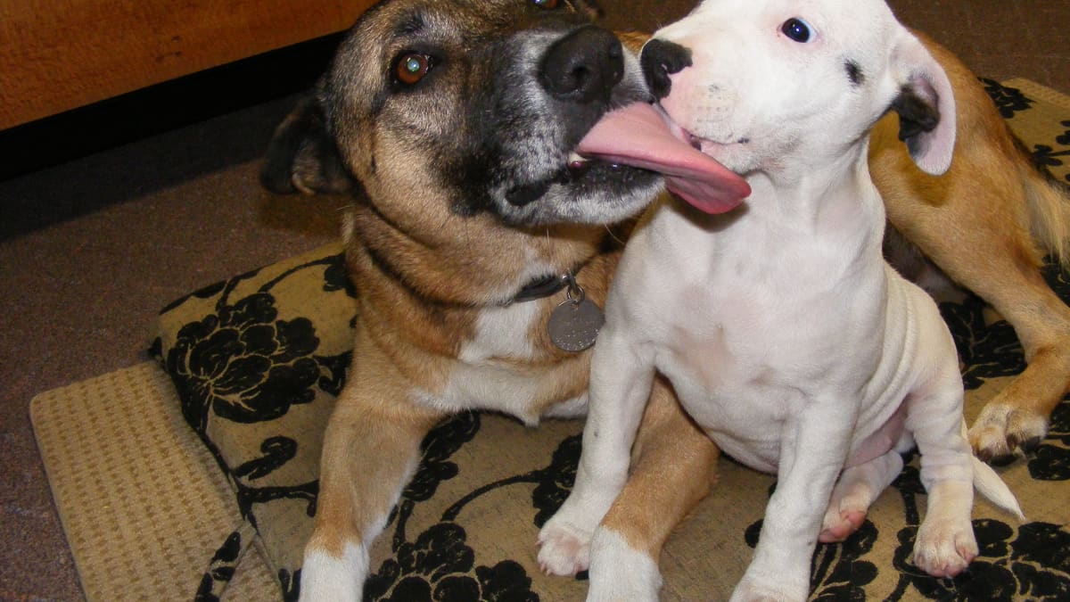 Why Is My Dog Obsessively Licking Other Dogs? - PetHelpful