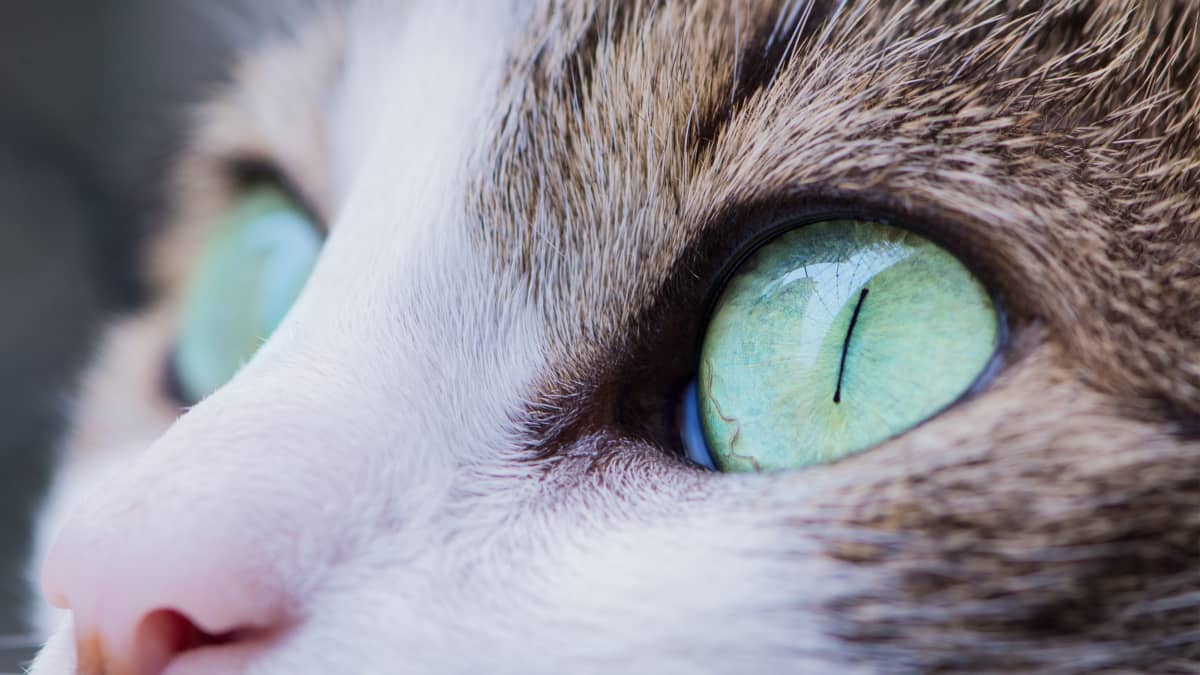 Cat Eye Infection Home Remedy Apple Cider Vinegar  
