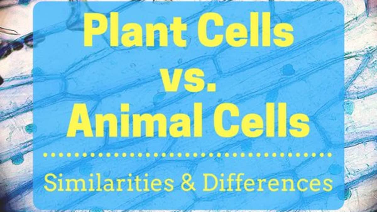 Plant Cells Vs. Animal Cells (With Diagrams) - Owlcation