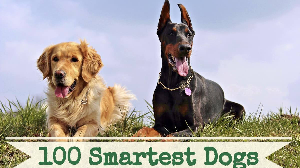 A List of the 100 Smartest Dog Breeds - PetHelpful