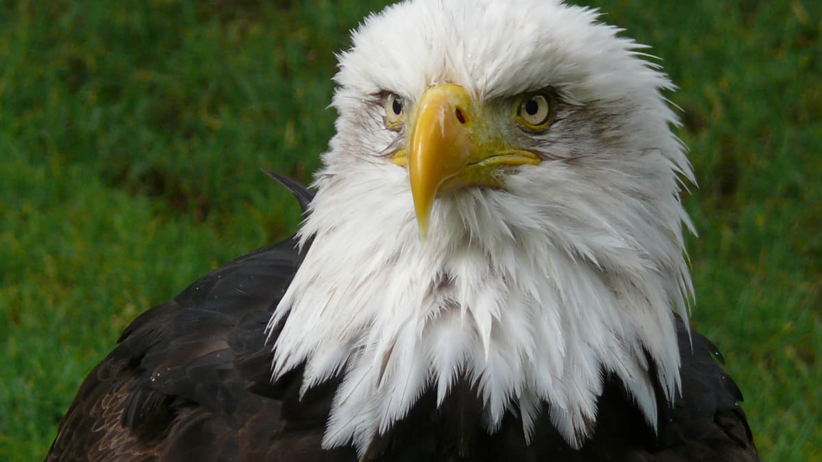 Everything You Wanted to Know About the Bald Eagle - Owlcation