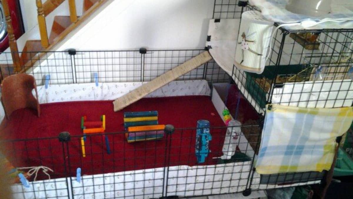 Build A Guinea Pig Cage With Cubes And Corrugated Plastic C Pethelpful - Diy Guinea Pig Cage Materials