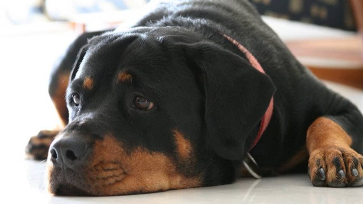 Rottweilers: The Best Family Watchdog - PetHelpful