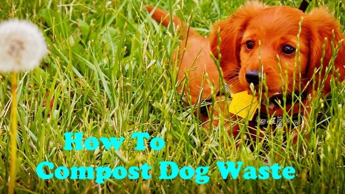 Best Ways to Recycle and Compost Dog Waste for Free - PetHelpful