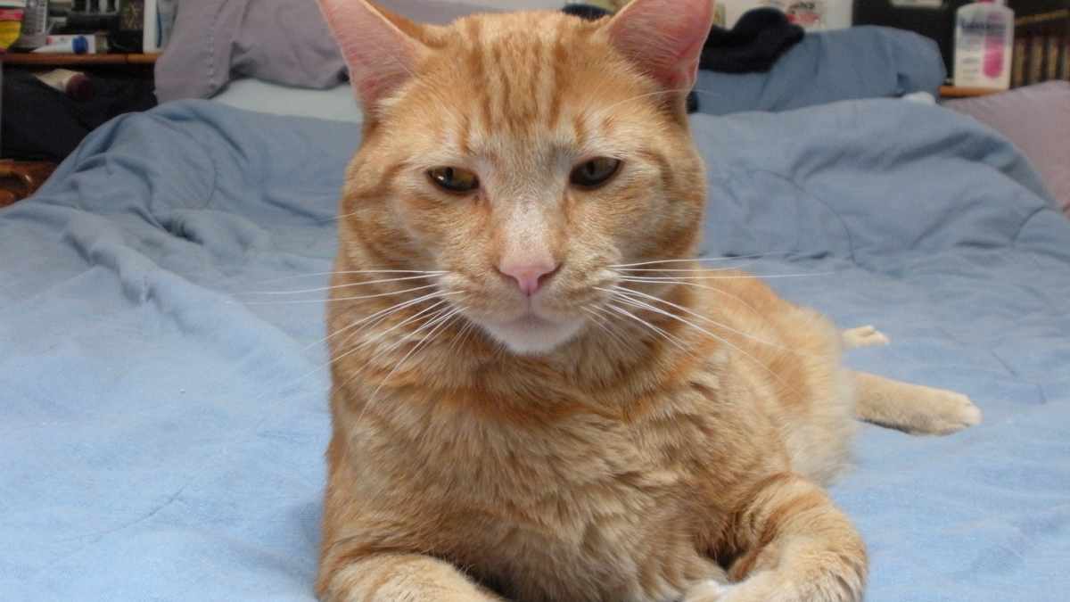 declawed cats and litter box problems