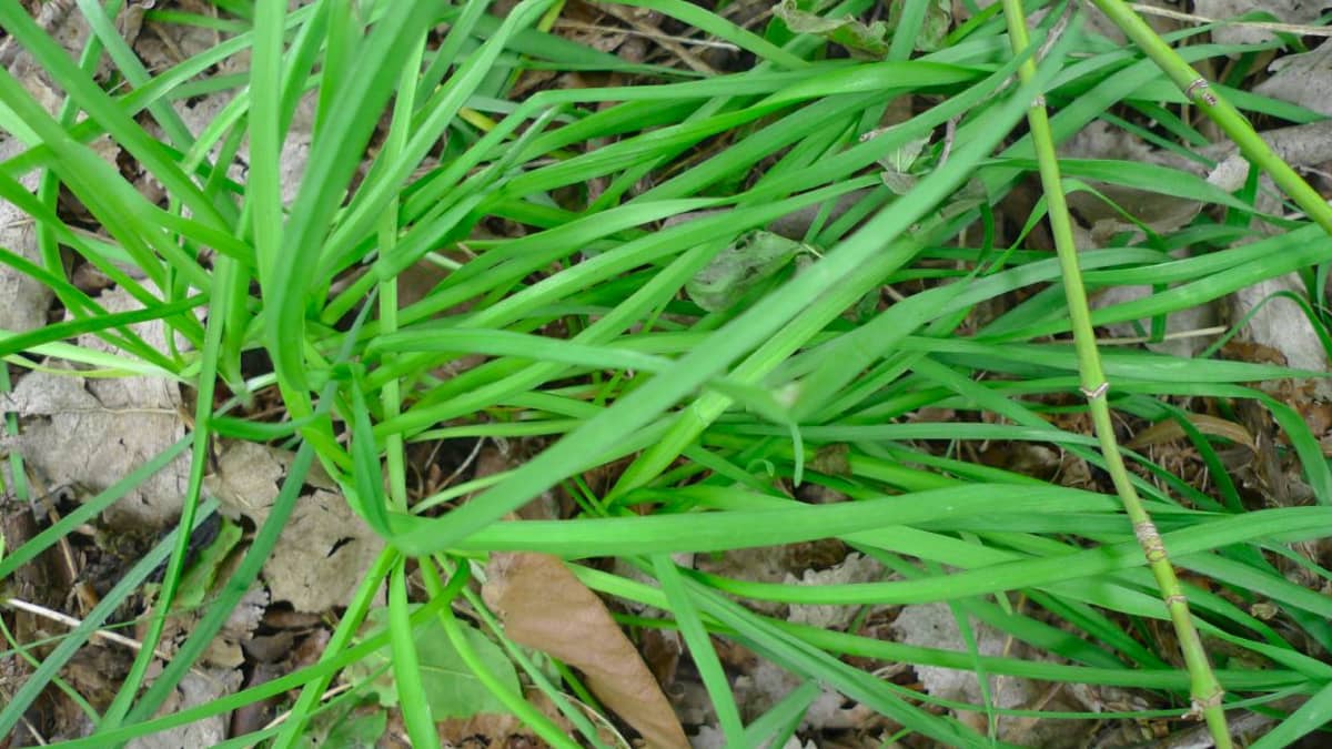 Edible Wild You Can Eat Wild Onion Grass And Wild Garlic Delishably