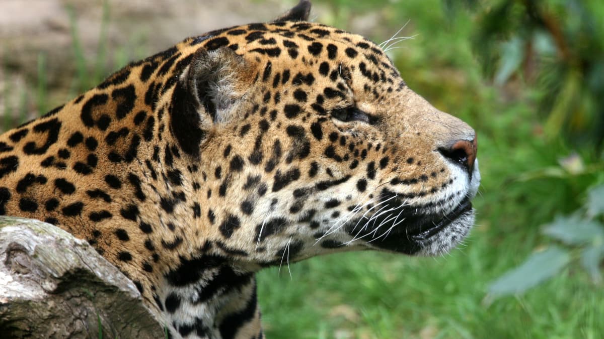 Pac-Man: The jaguar hunted for parts in Mexico