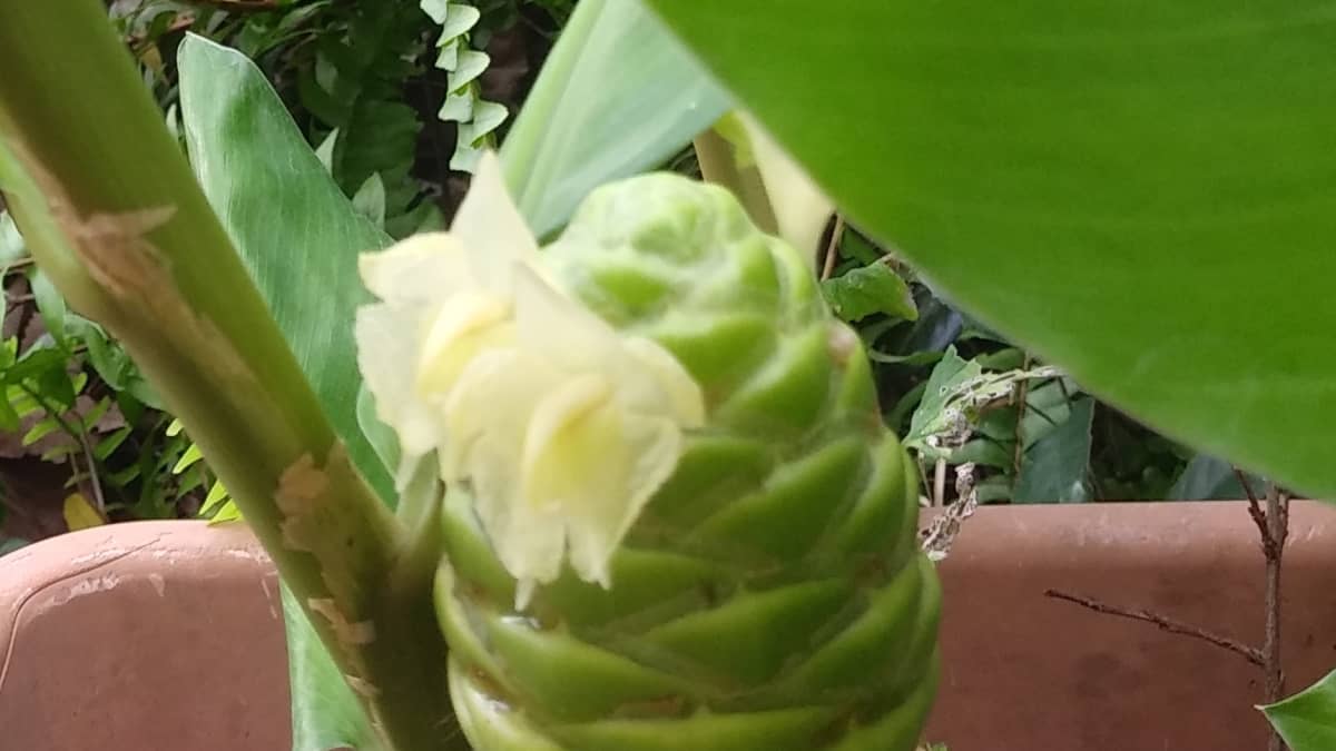 Pinecone Ginger More Than Just A Pretty Face In Your Yard Dengarden Home And Garden