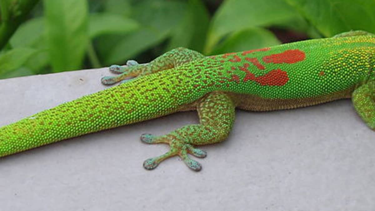 4 Different Types of Geckos That Make Great Pets - PetHelpful