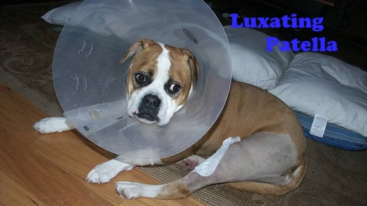 how much does dog leg surgery cost