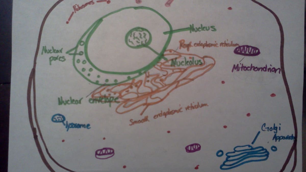 Image of Cutaway drawing of a eukaryotic animal cell.-saigonsouth.com.vn