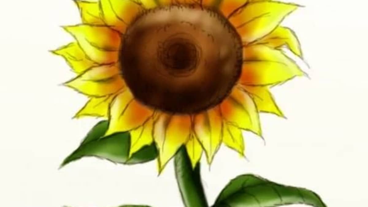 Sunflower drawing HD wallpapers  Pxfuel