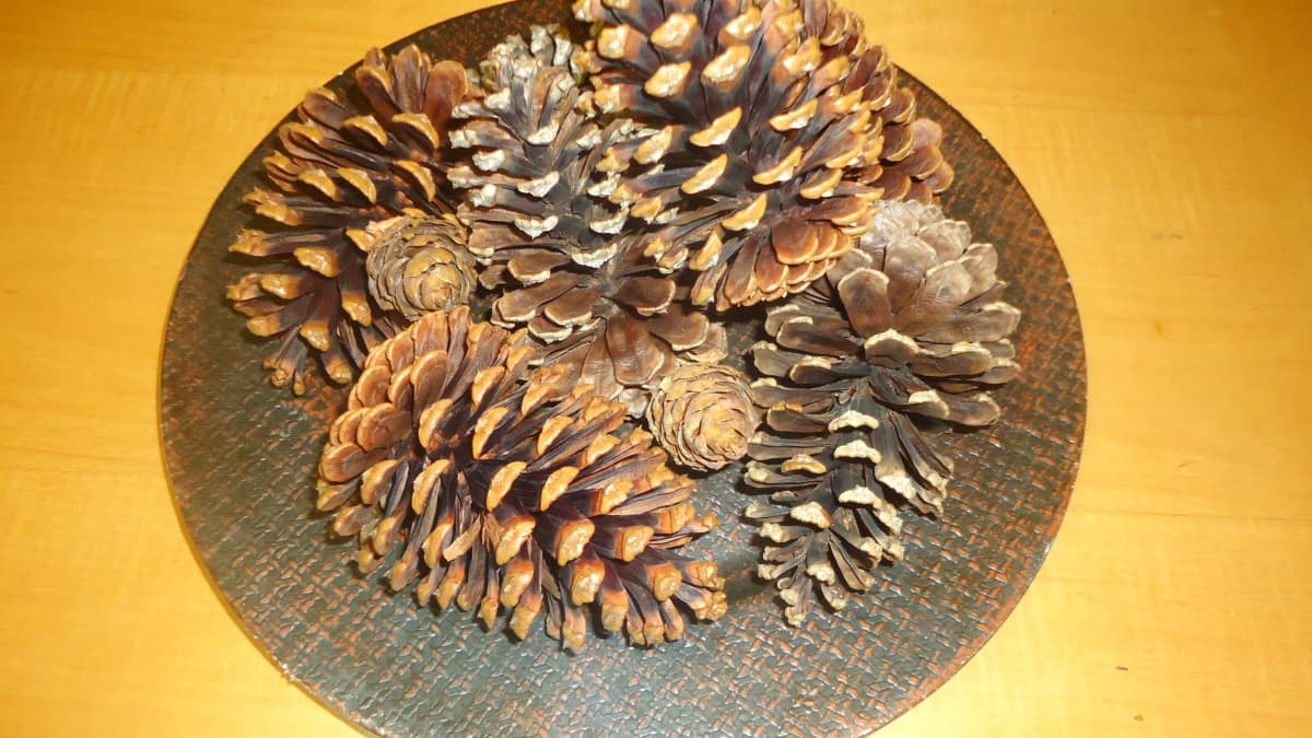 How To Clean Pine Cones and Prepare Them For Decorating and Crafts - Fun  Happy Home