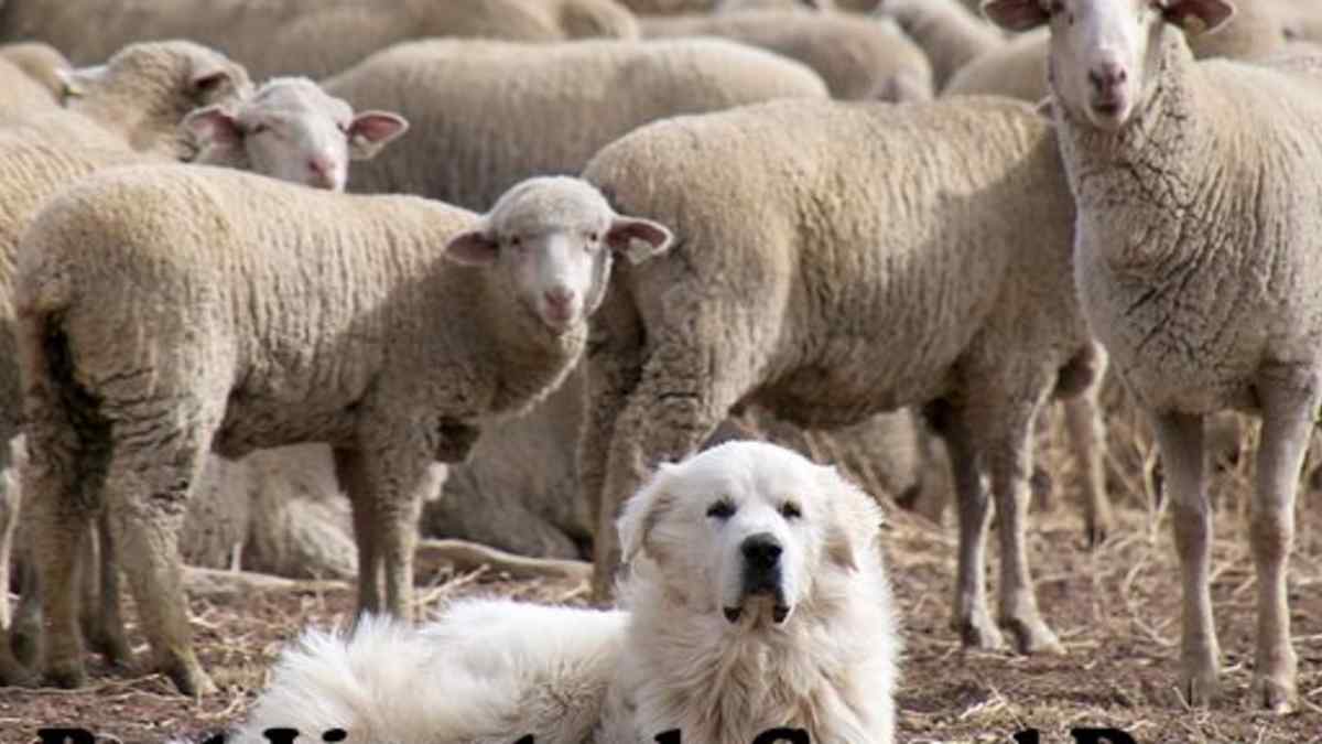 large white herding dog