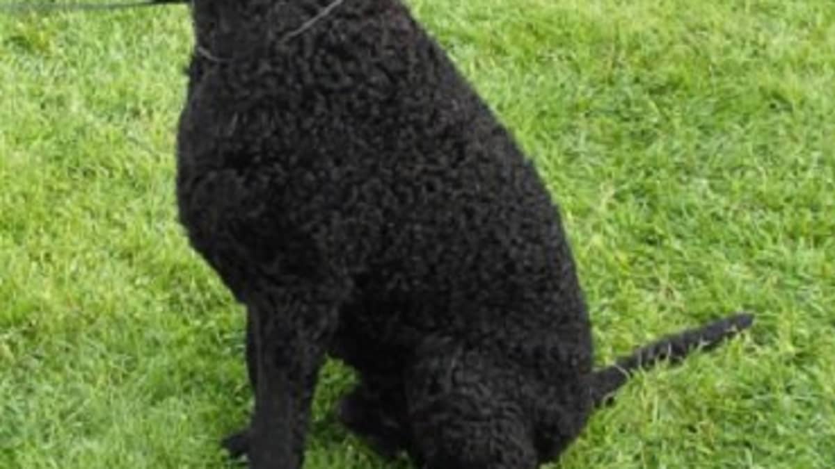 What Is Classed As A Utility Dog