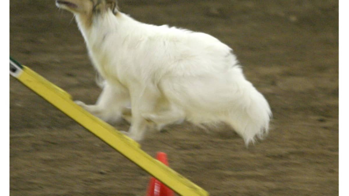 agility rescue question group